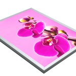 bright pink orchid displayed in aluminum light box